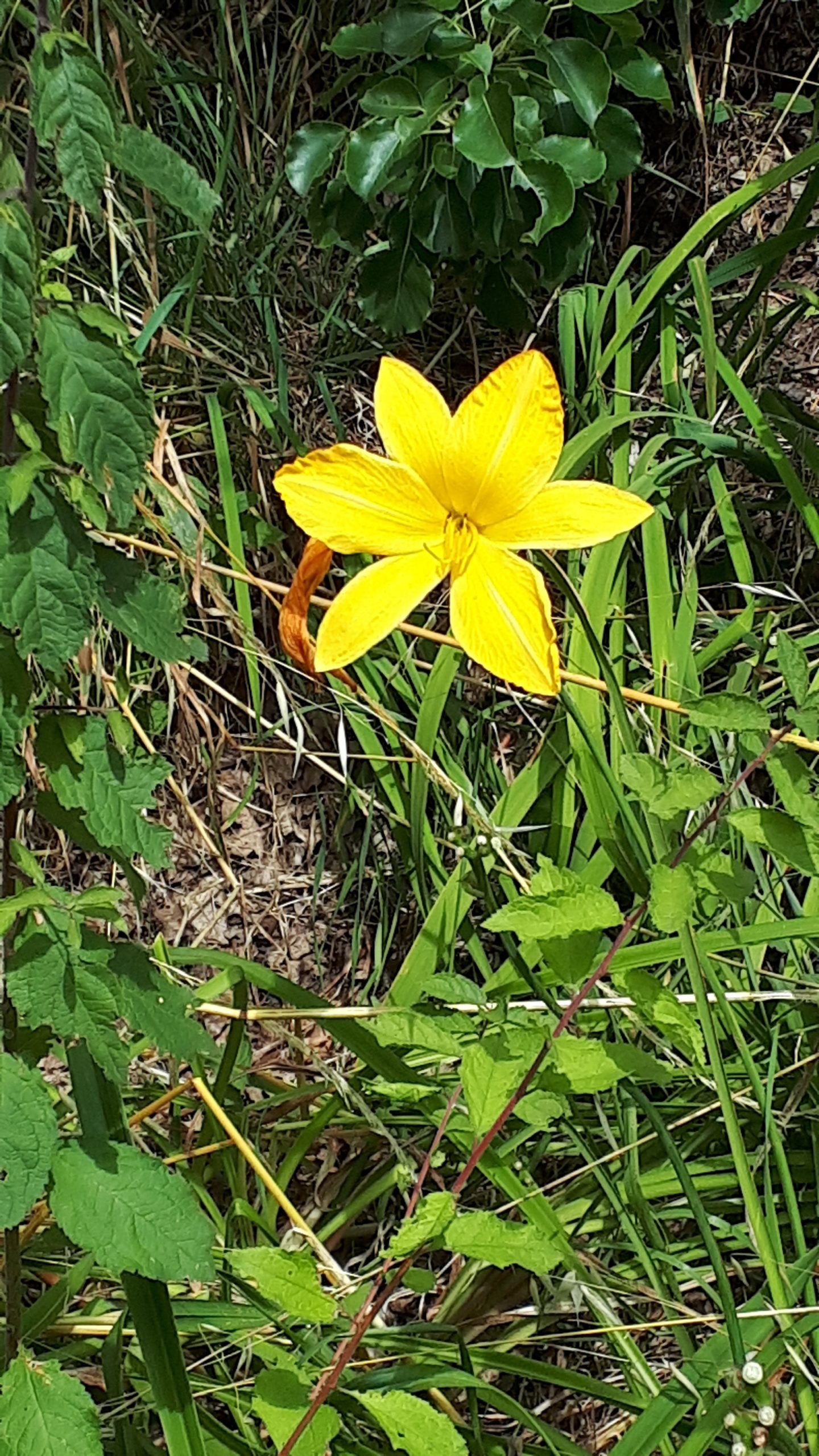 You are currently viewing EXPOSITION « HEMEROCALLIS » GALERIE RDV/ Jusqu’au 5 septembre 2020