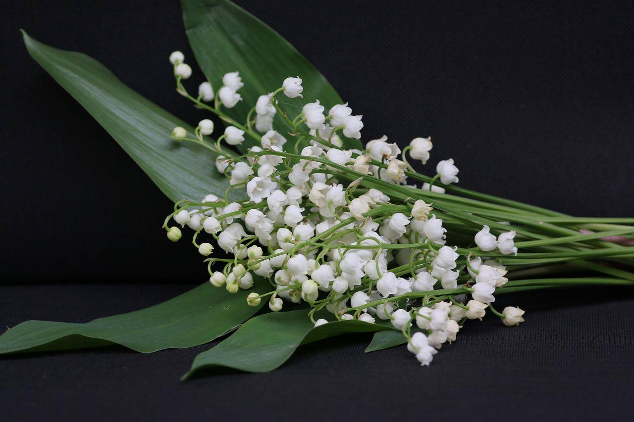 You are currently viewing ATELIER D’ÉCRITURE/ LE MUGUET ETC…